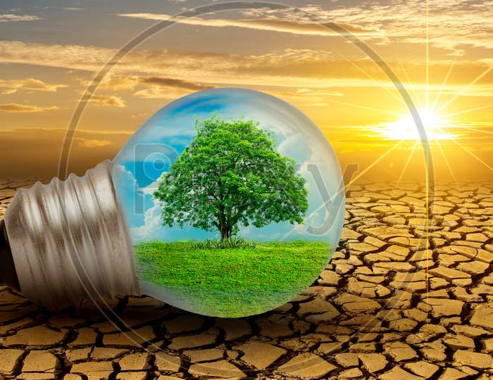 The Forest And The Trees Are In The Light. Concepts Of Environmental Conservation And Global Warming Plant Growing Inside Lamp Bulb Over Dry Soil In Saving Earth Concept
