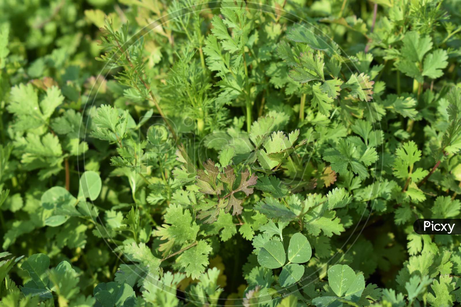 Image of Coriander Organic Growing In The Garden In India Selective FocusSD798488Picxy