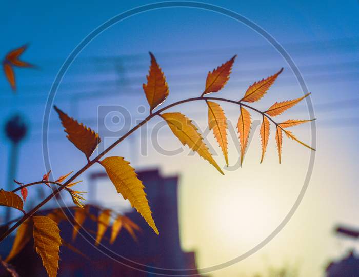 Focus In Leaf And Background Blur