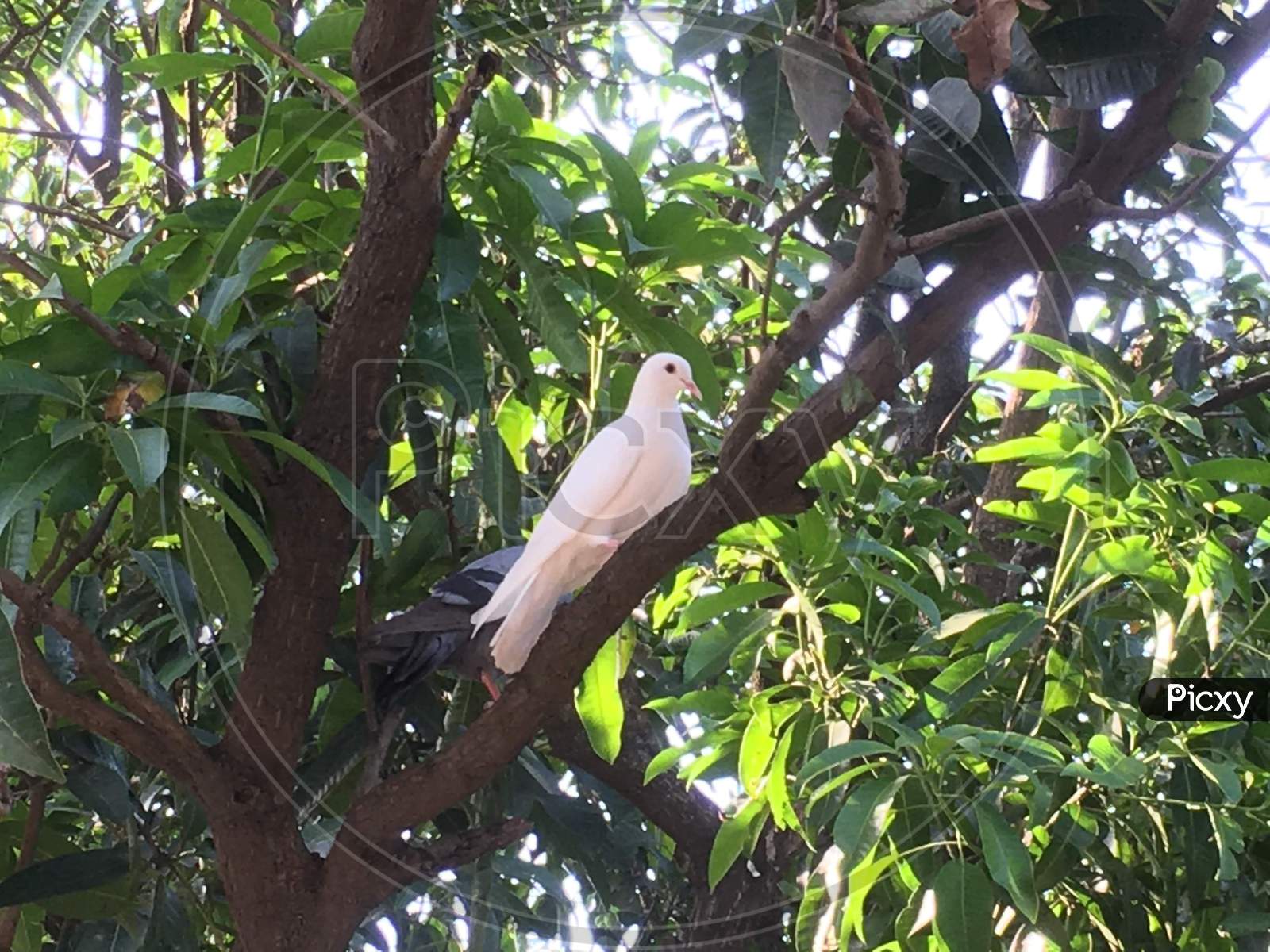 White Pigeon on the Tree