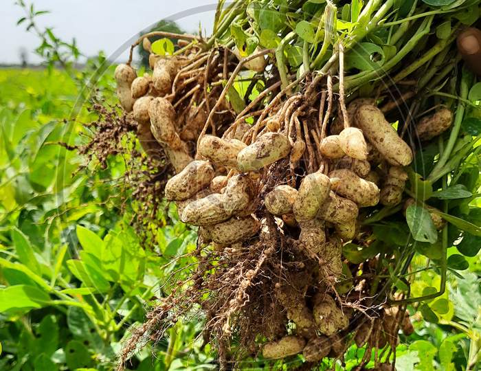 Fresh Peanuts Plants With Roots