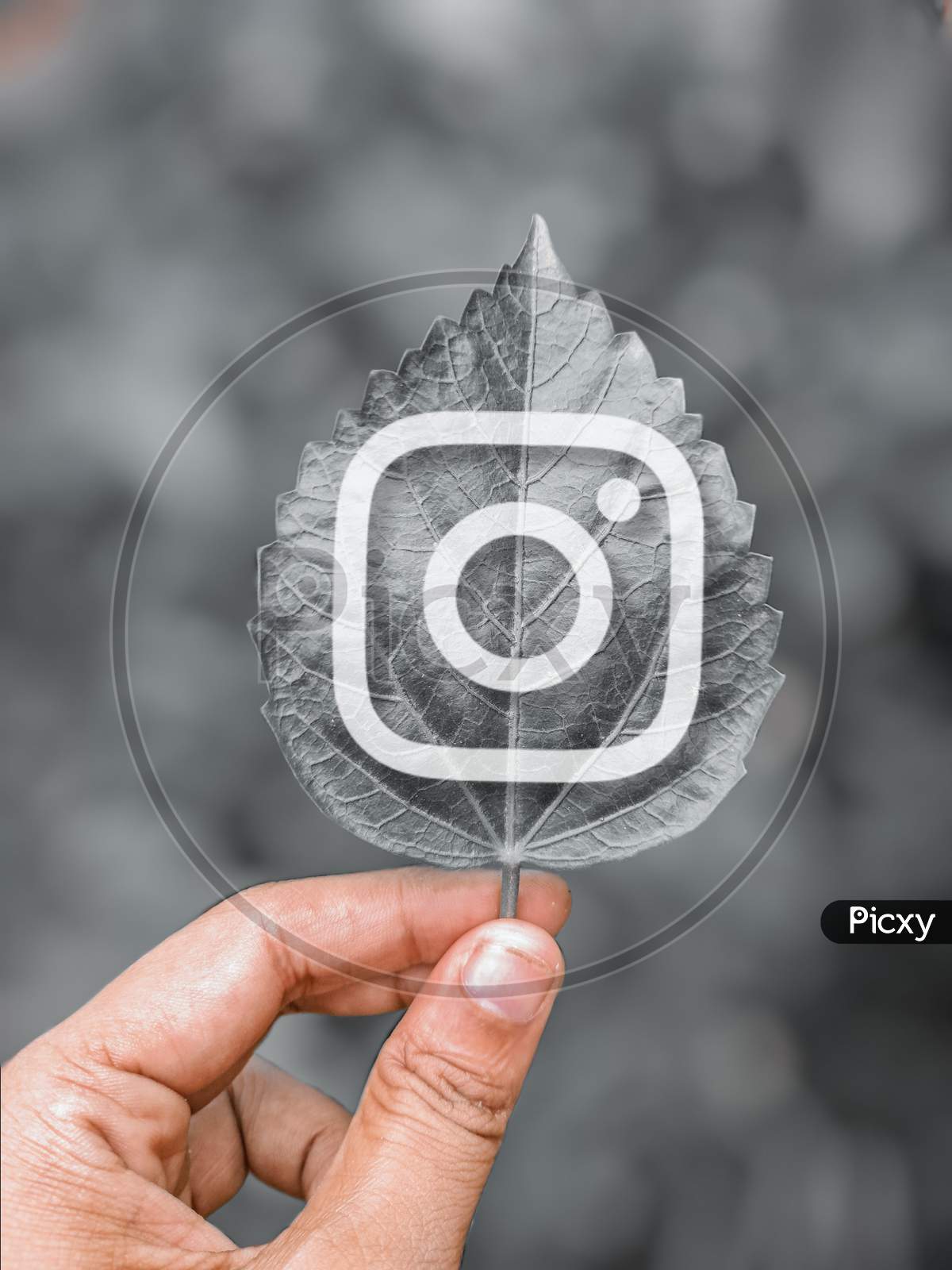 Image of Instagram logo on tree leavesJM358674Picxy