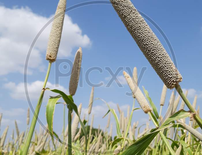 Pearl Millet Field