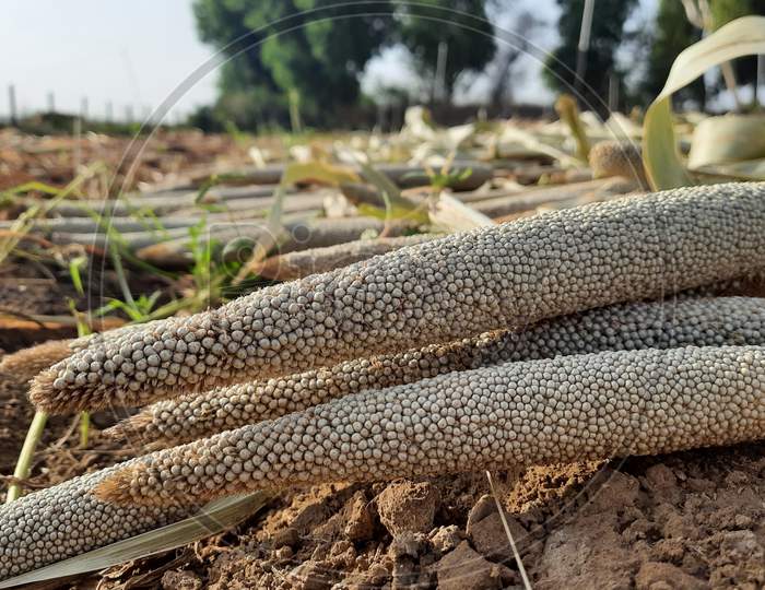 Pearl Millet In Field