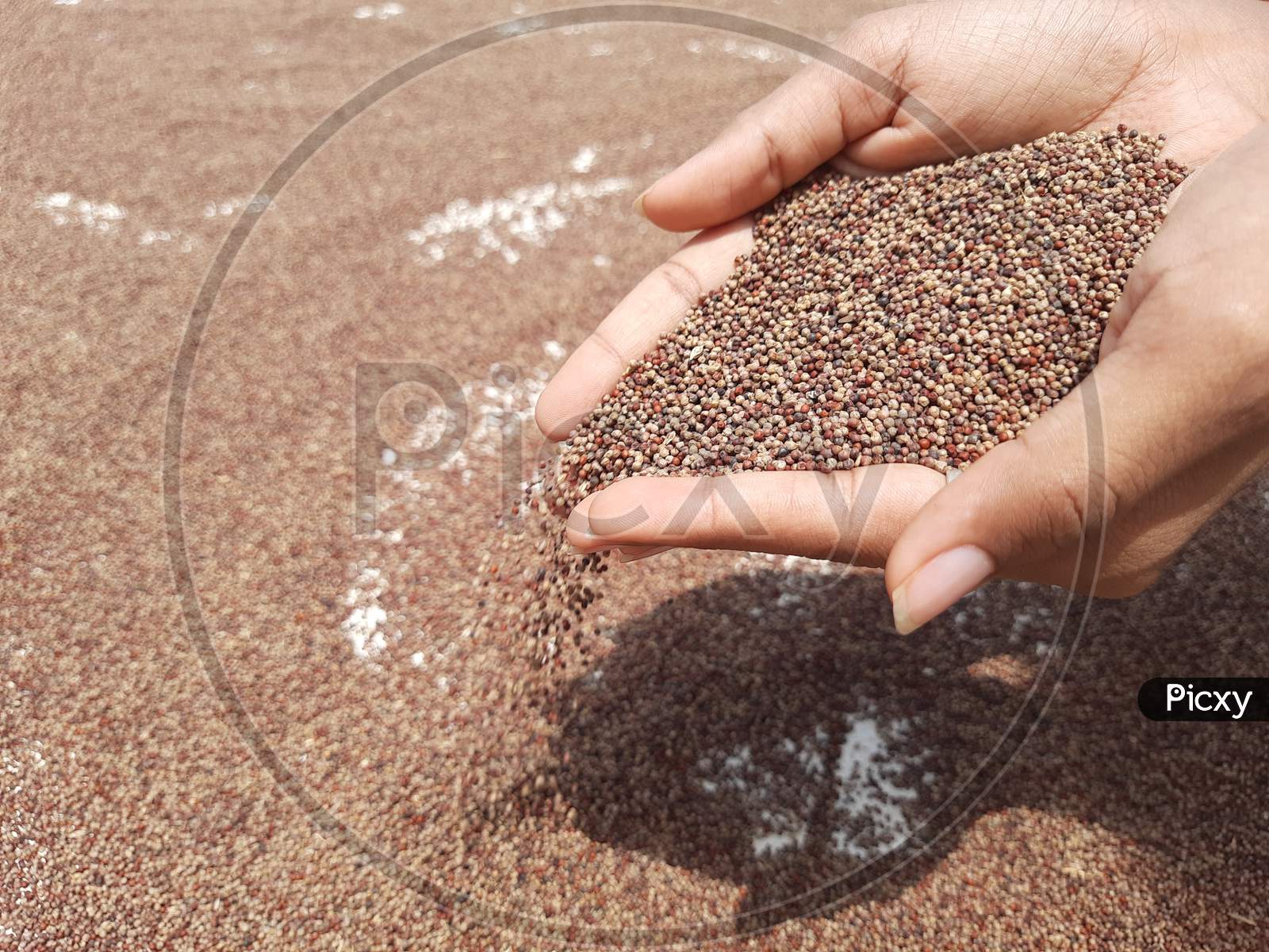 Image of Ragi or Finger Millet holding in hand and spreading to dry