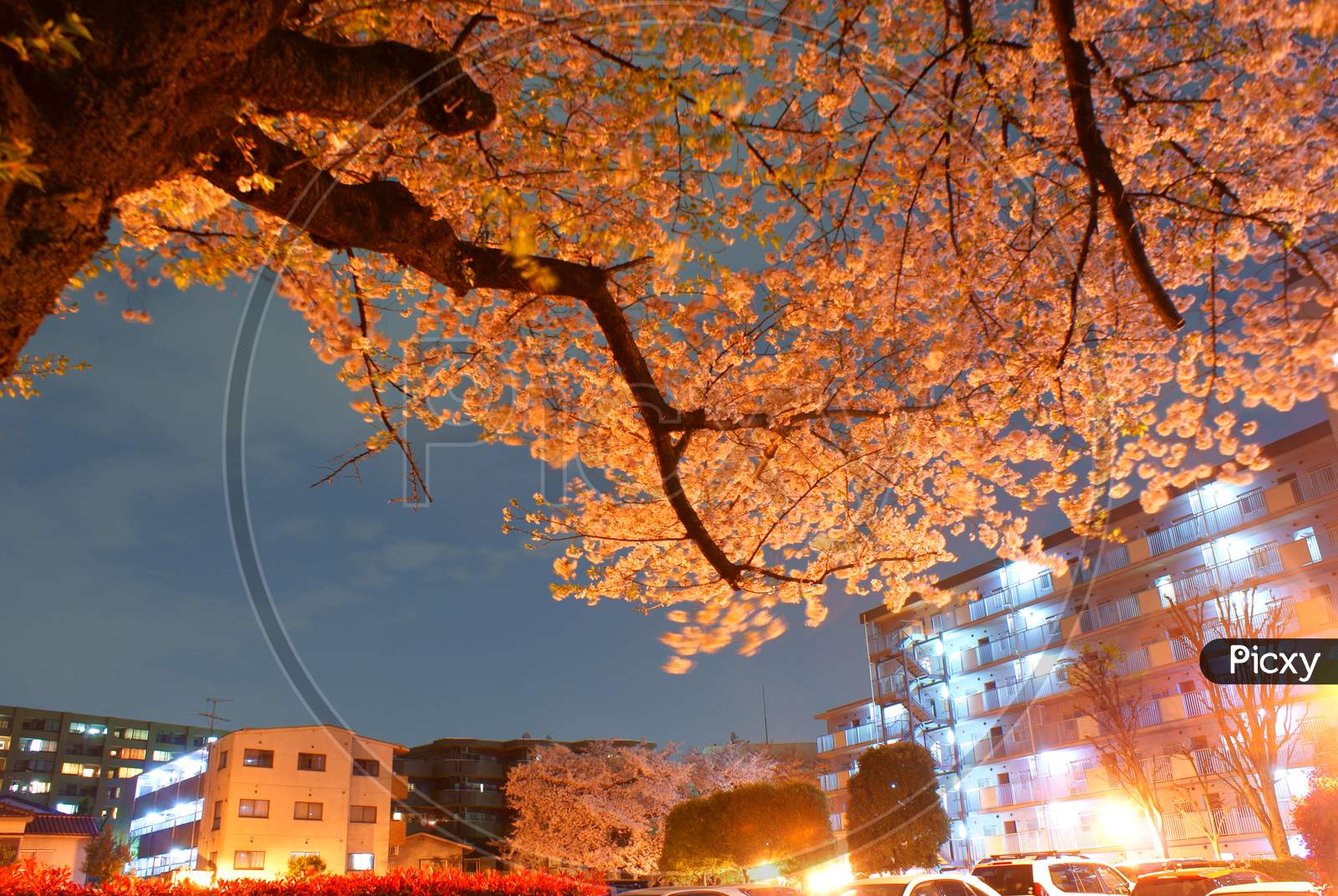 A Going To See Cherry Blossoms At Night And Housing