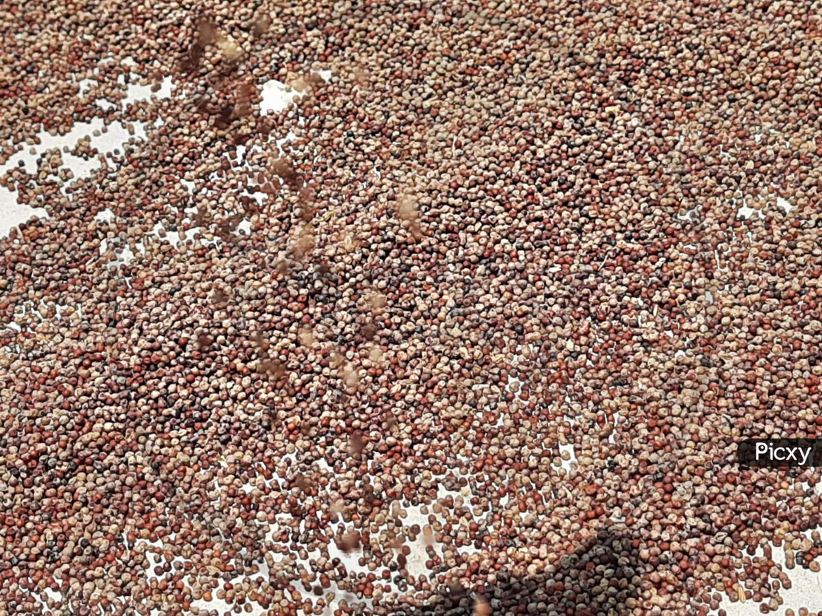 Image of Ragi or Finger Millet holding in hand and spreading to dry