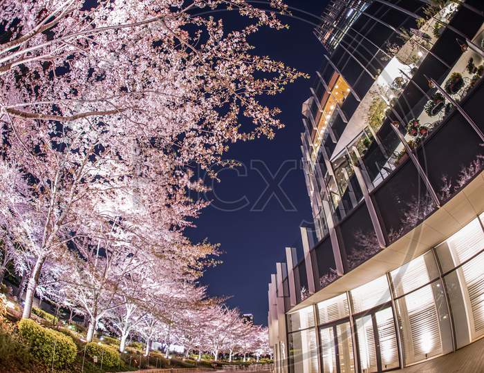 Full Bloom Of The Cherry Tree And The Tokyo Midtown