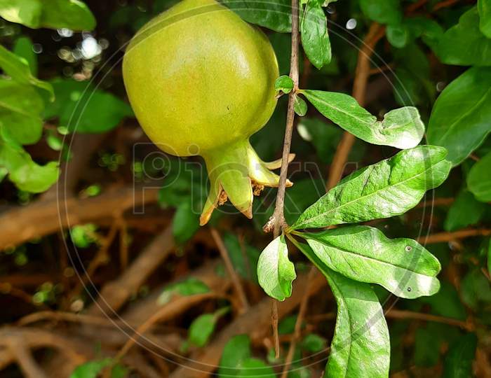 A Small Green Color Pomegranate Fruit