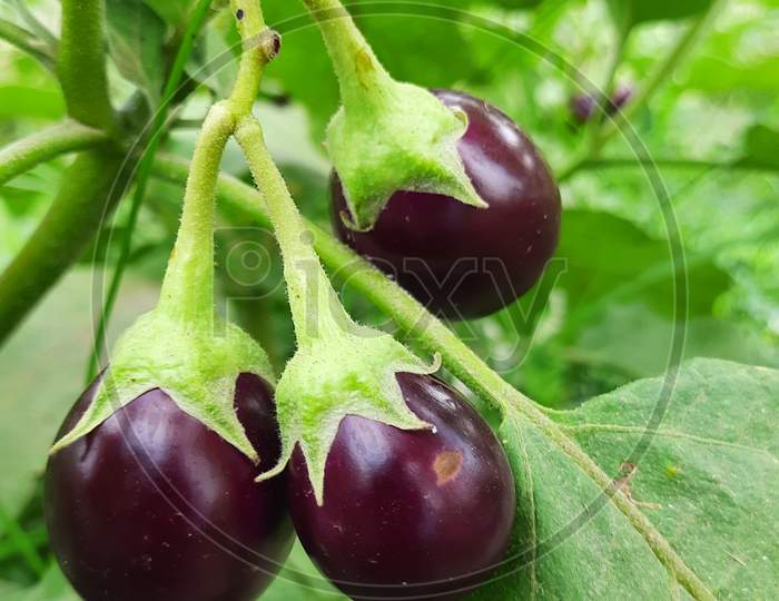 Eggplant Or Brinjal Fruit Plant