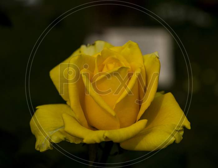 Beautiful Yellow rose flower