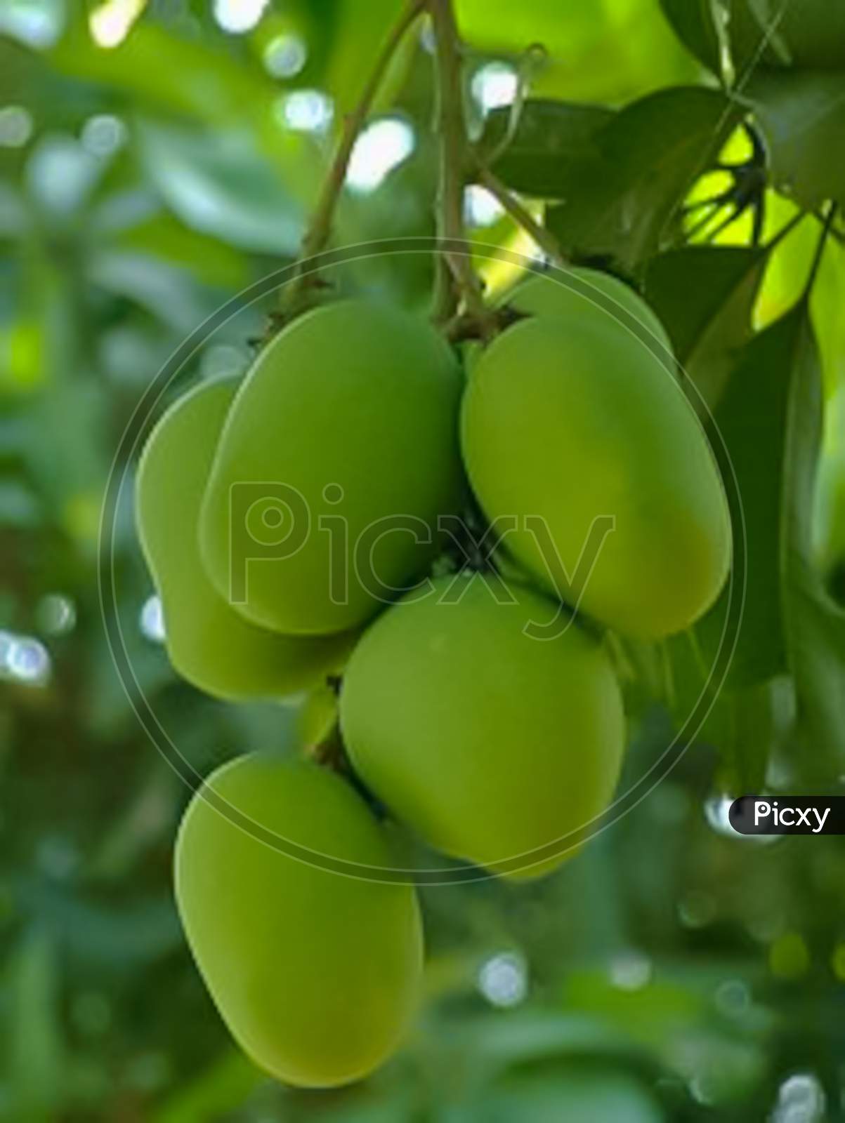 green mango hanging in tree