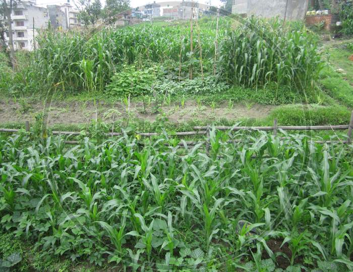 Growing maize