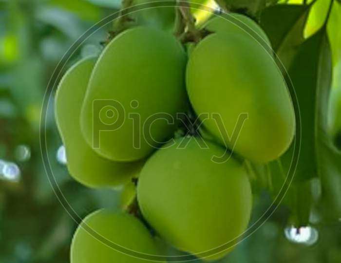 green mango hanging in tree