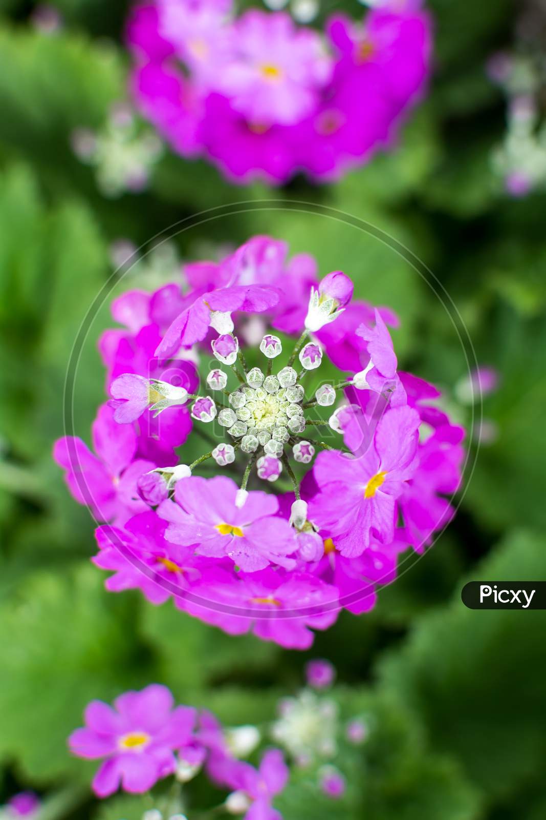 Fairy Primula Plant With Pink Flowers