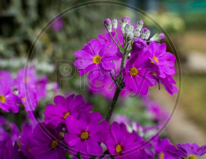 Fairy Primula Plant With Pink Flowers
