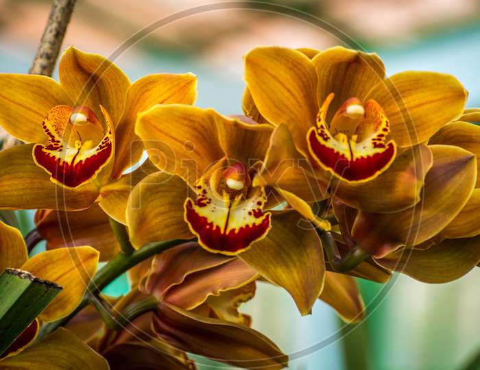 Light Brown Color Cymbidium Or Boat Orchid