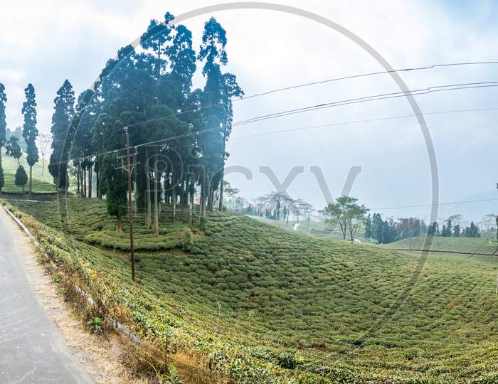 Panorama Of Darjeeling Tea Estate