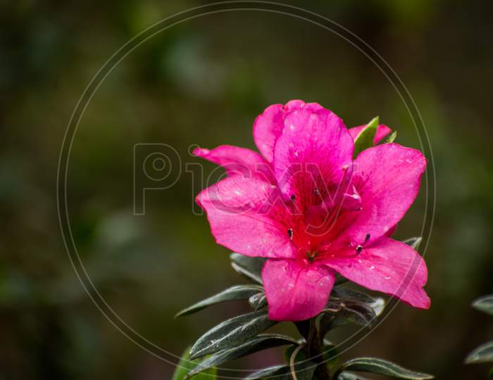 Pink Rhododendron Flower, Darjeeling, India