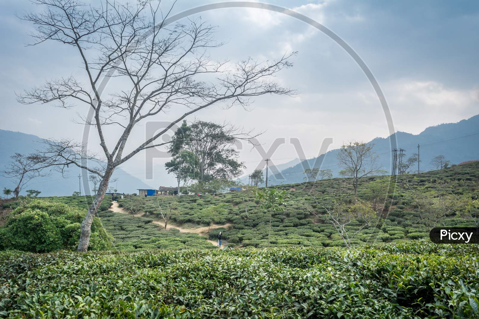 Peshok Tea Garden, Darjeeling, West Bengal, India