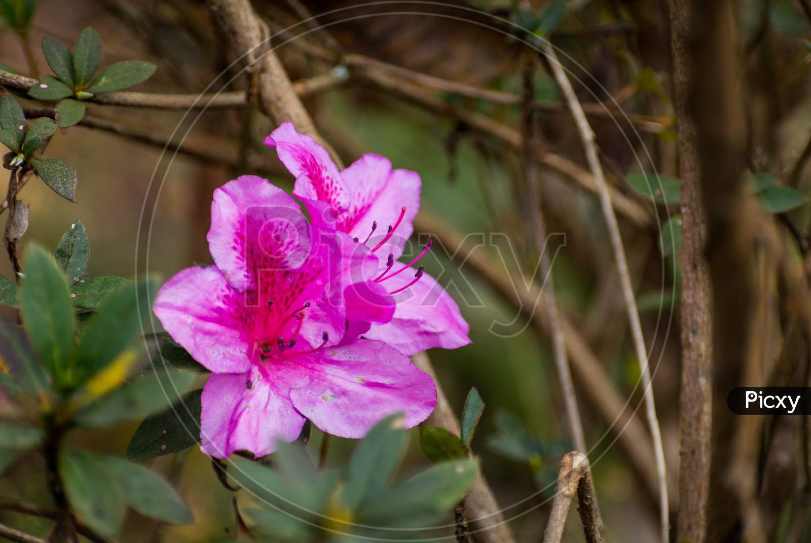 Dark Pink Rhododendron Flowers, Darjeeling, India