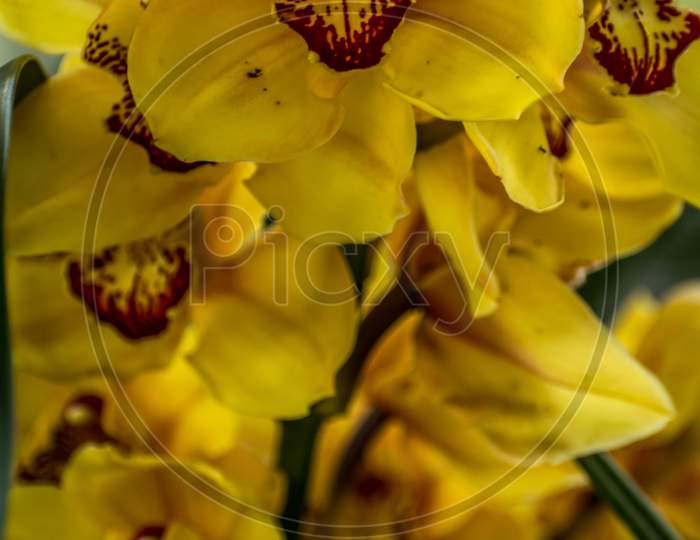 Cymbidium Orchid At Takdah, Darjeeling, India