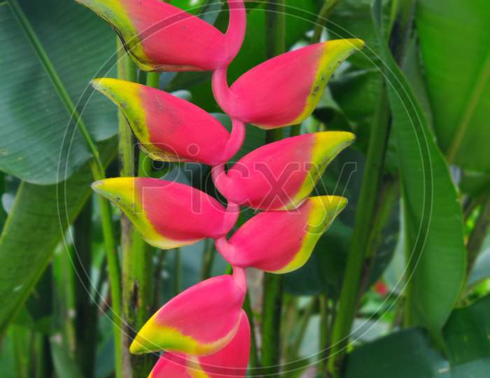 Closeup view of Heliconia rostrata inflorescence commonly known as lobster-claws, toucan peak, wild plantains or false bird-of-paradise