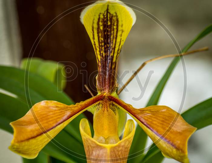 Hairy Slipper Orchid Or Paphiopedilum Villosum