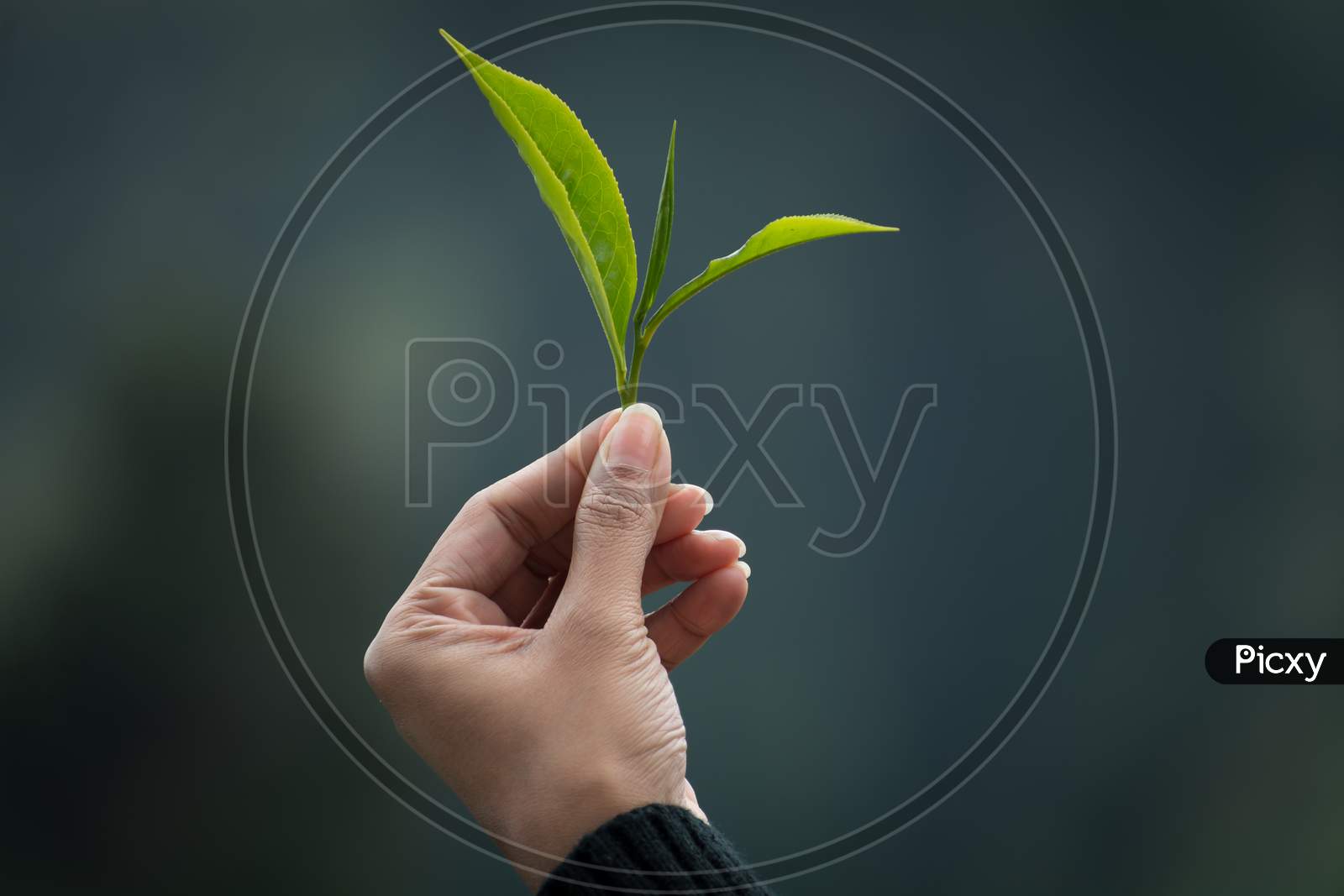 A Fresh Tea Bud And Two Leaves