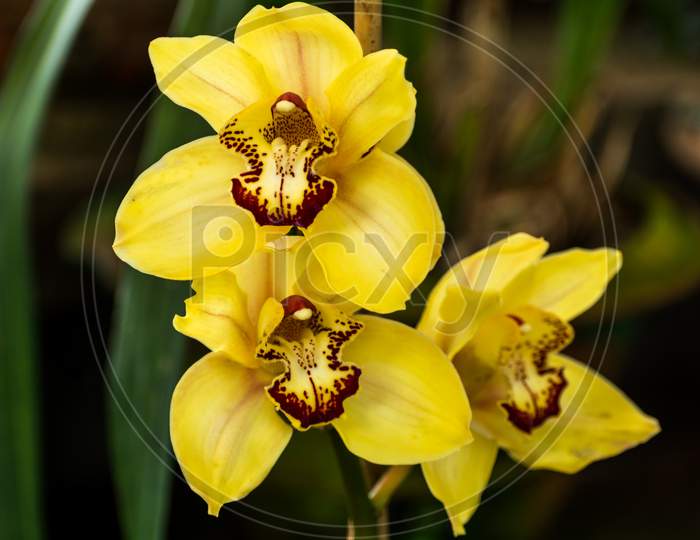 Beautiful Yellow Cymbidium Flowers