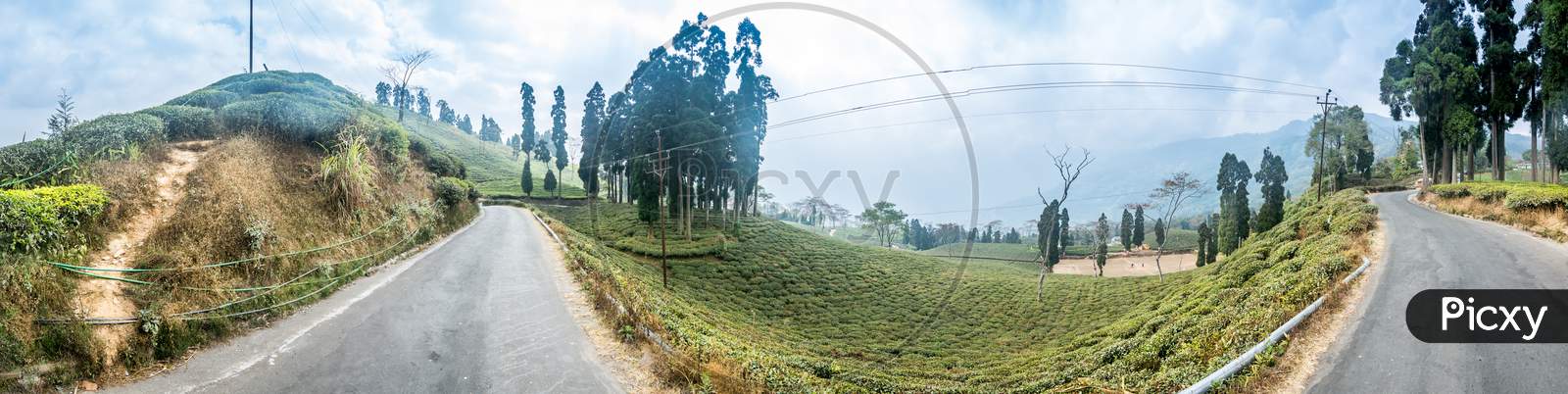 Panorama Of Darjeeling Tea Estate