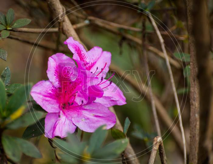 Dark Pink Rhododendron Flowers, Darjeeling, India