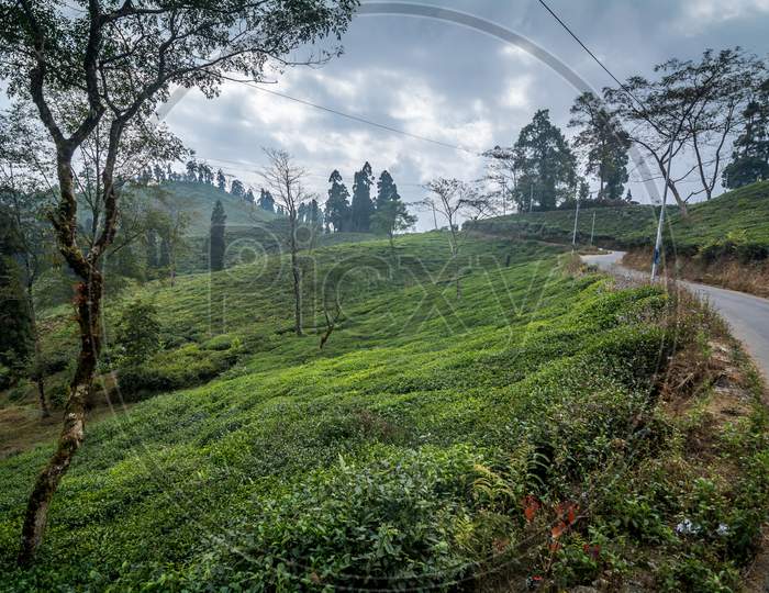 Rongli Rongliot Tea Estate, Darjeeling, India