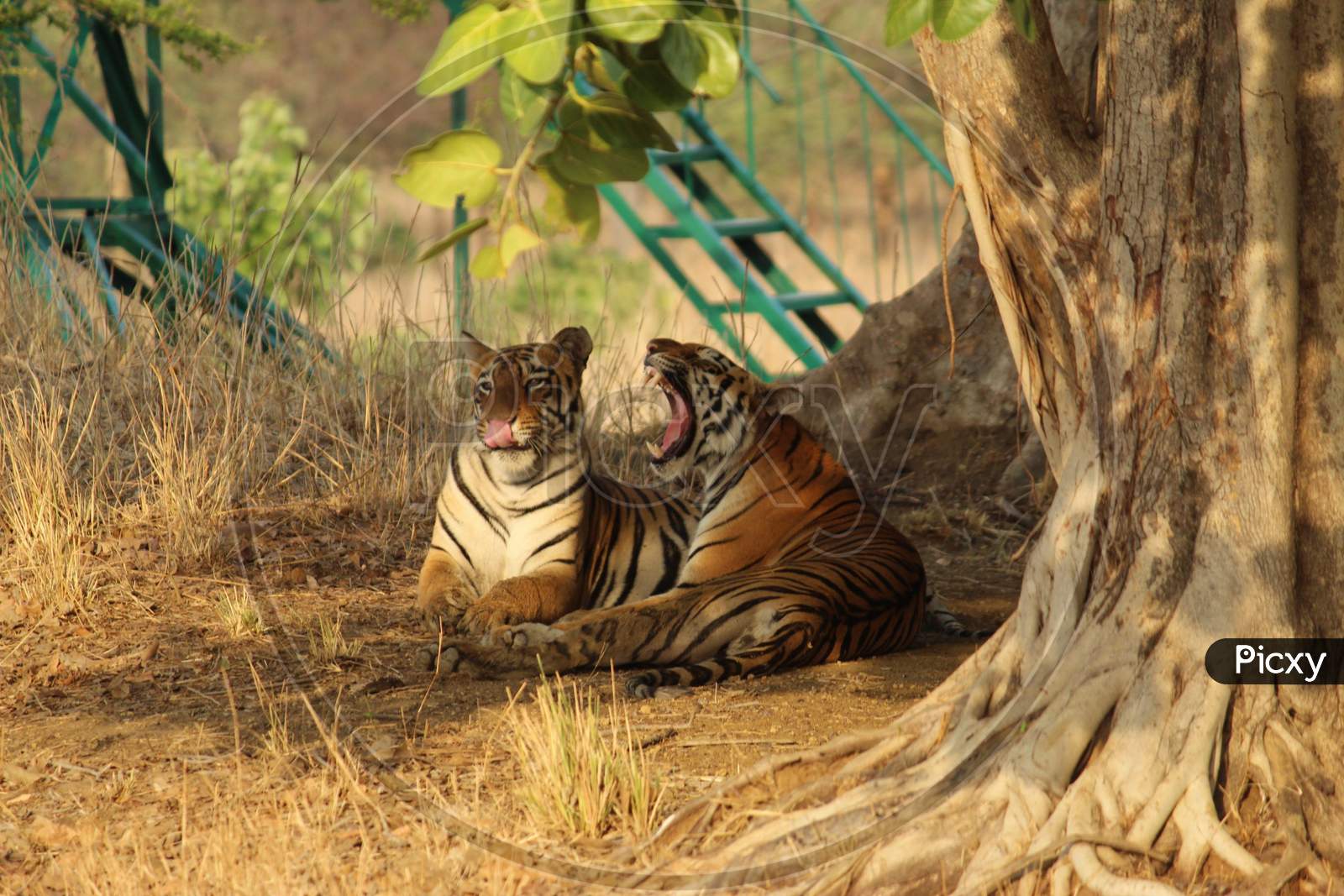 Tigers resting under the trees