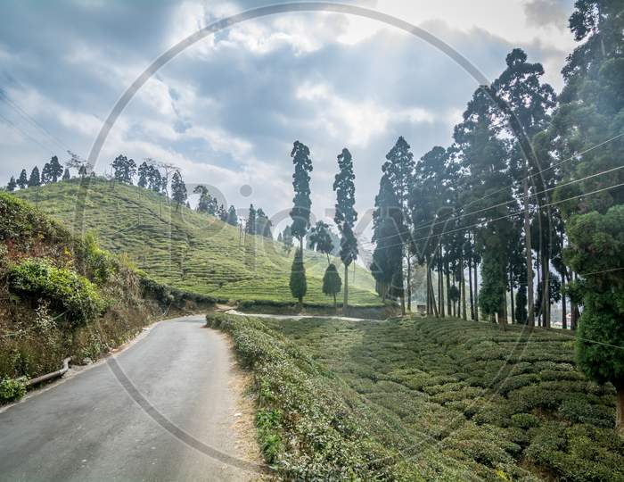 Landscape Of Darjeeling Tea Gardens