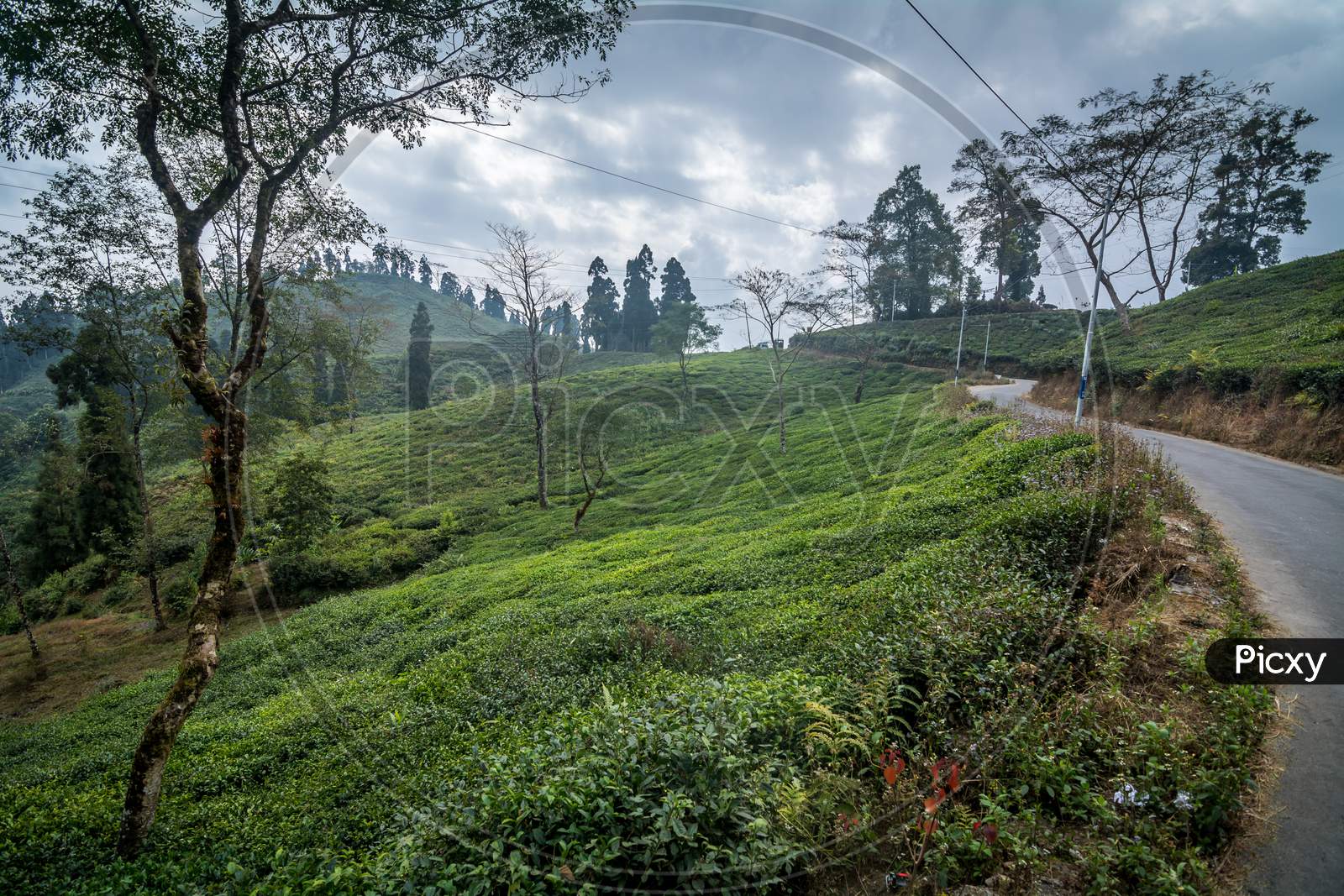 Rongli Rongliot Tea Estate, Darjeeling, India