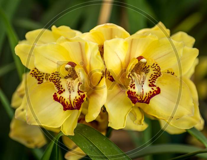 Yellow Cymbidium Or Boat Orchid