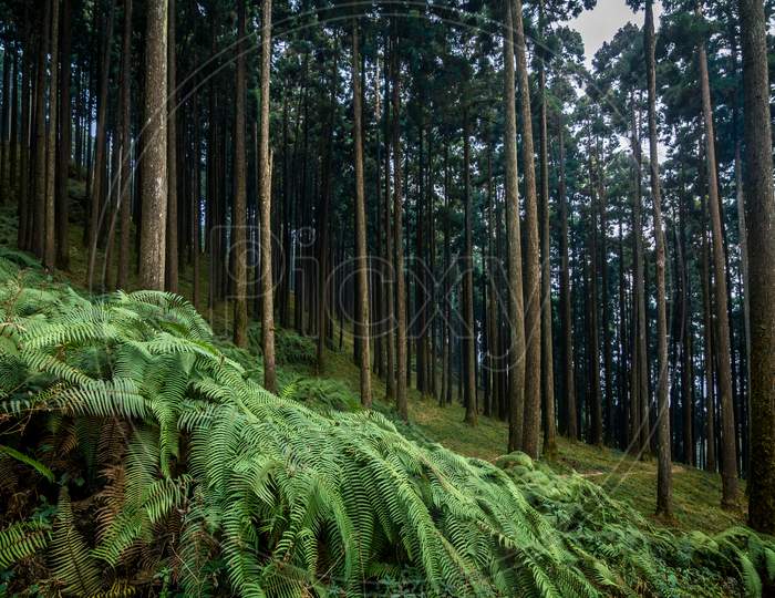 Ferns Of Lamahatta, West Bengal, India
