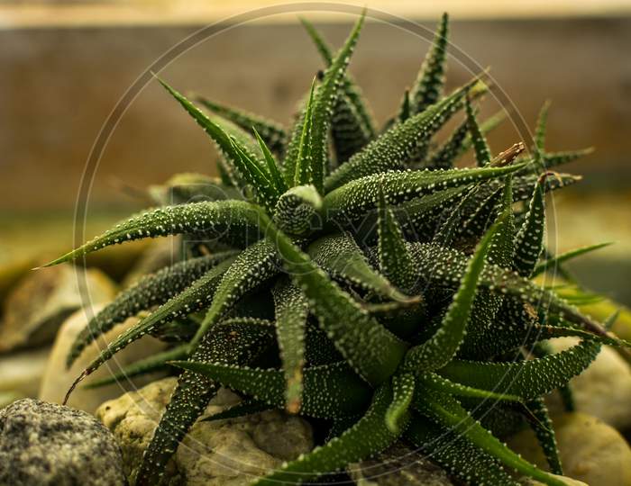 Succulant With White Spots ( Haworthiopsis Concolor )