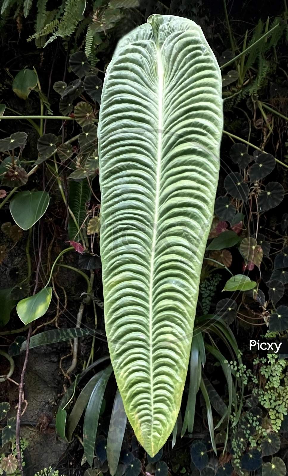 closeup view of  Anthurium veitchii leaf  (giant leaf) commonly known as king  Anthurium in cloud forest Singapore