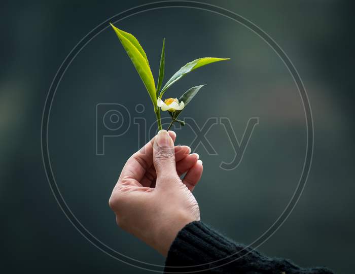 A Freshly Plucked Tea Bud, Leaves And A Flower