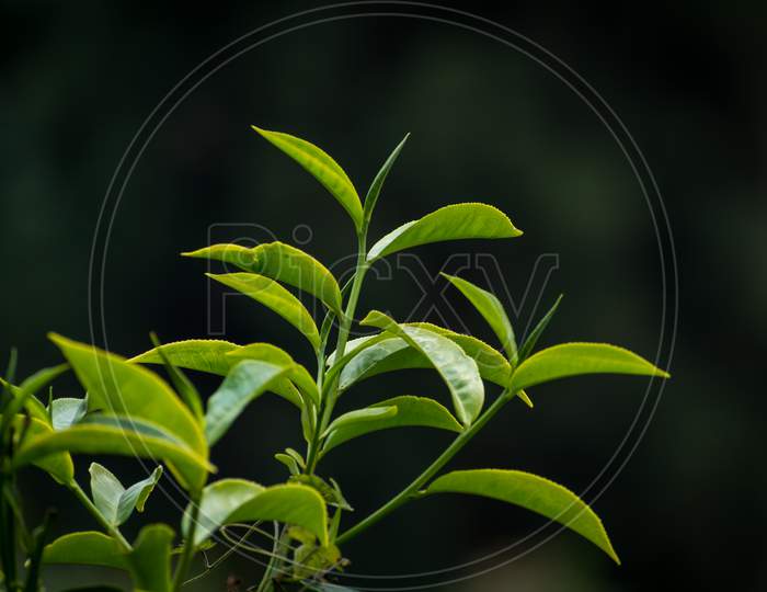 Fresh Tea Buds And Leaves