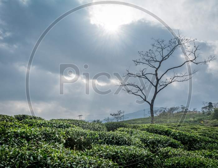 Peshok Tea Garden, Darjeeling, West Bengal, India