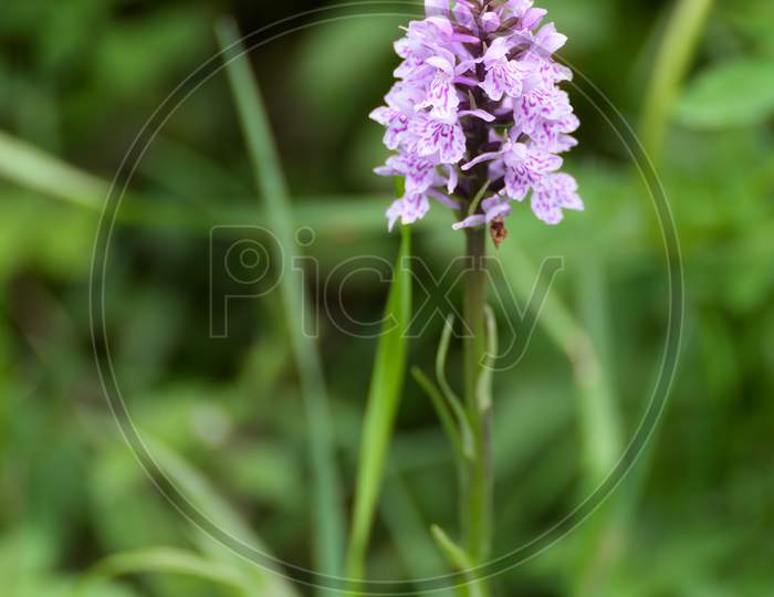 Heath Spotted Orchid (Dactylorhiza Maculata Ericetorum) Flowering In Springtime