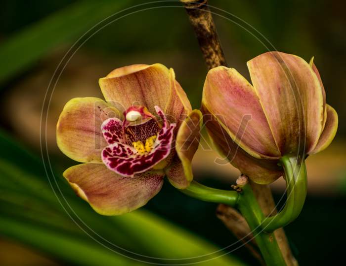 Cymbidium Orchids, Darjeeling, India