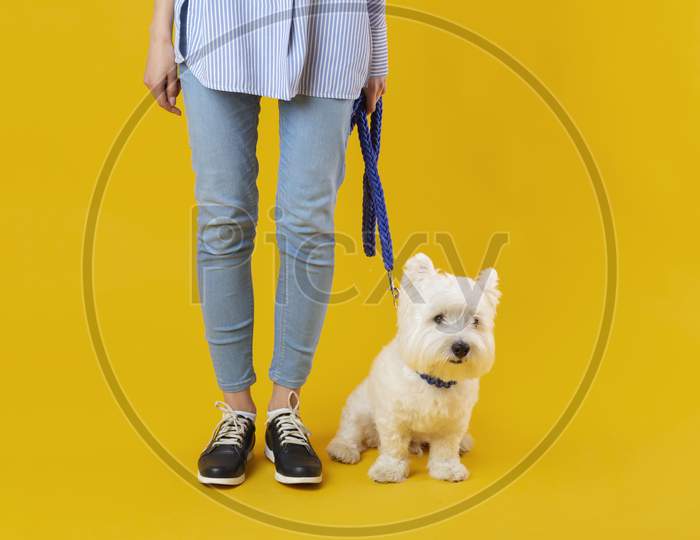 Woman standing next to her adorable dog, person holding a dog