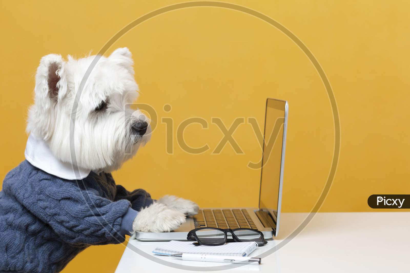 Cute little dog impersonating a business person, dog with a laptop
