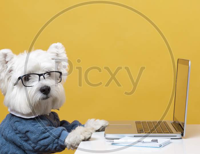 Cute little dog impersonating a business person