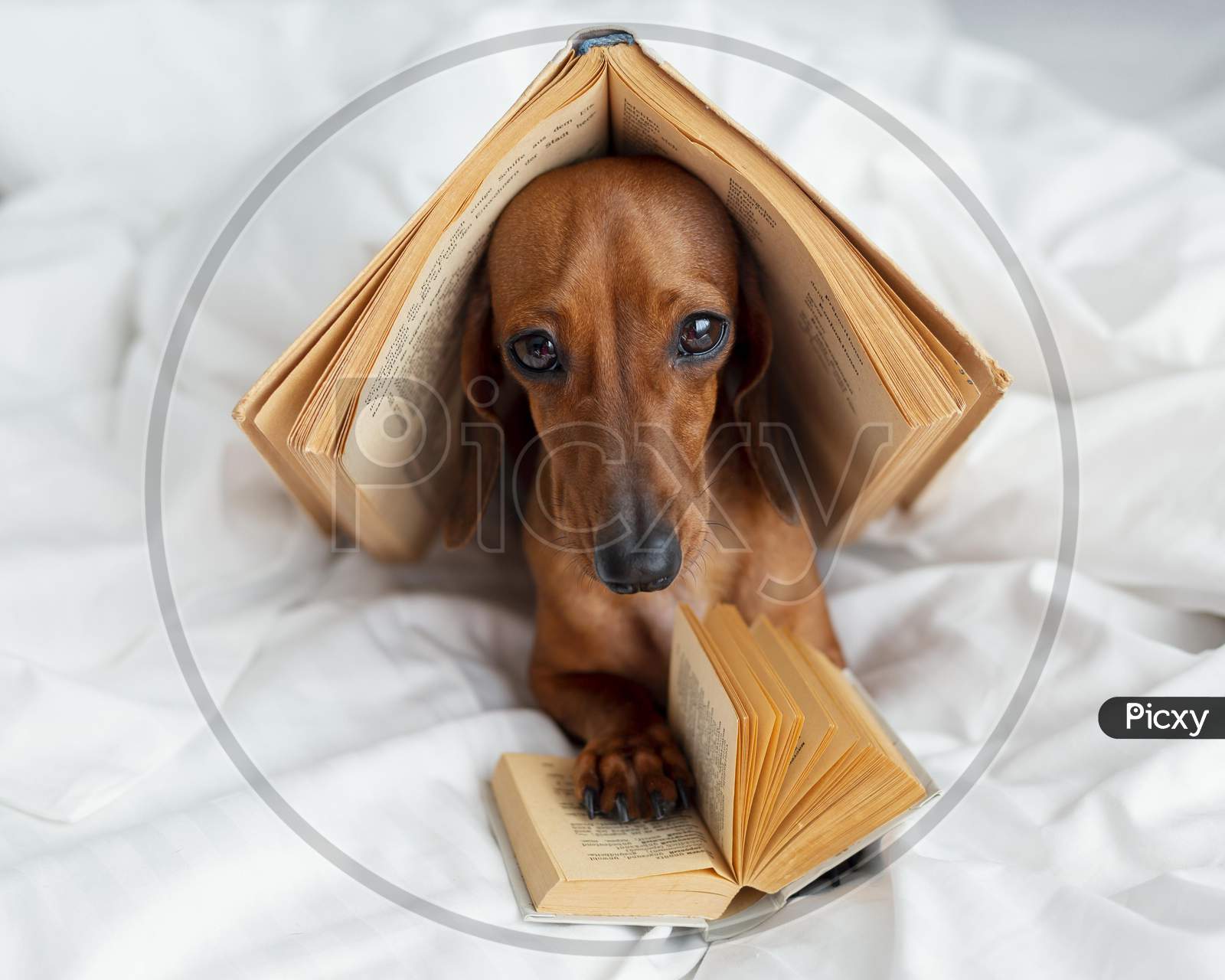 Cute dog with books in bed