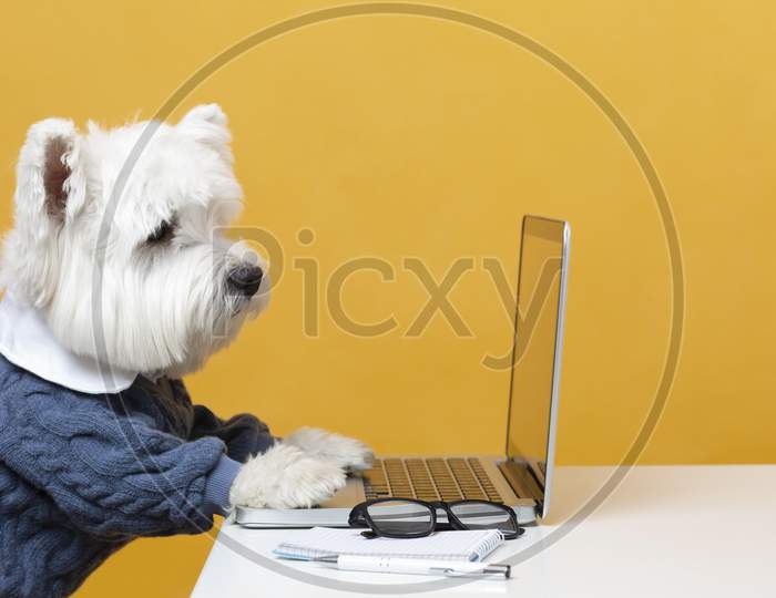 Cute little dog impersonating a business person, dog with a laptop